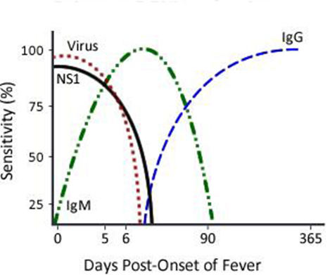 Primær dengue.png