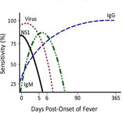 Sekundlær dengue.png